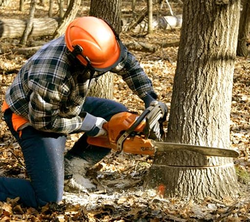 Tree Removal in Champion, PA